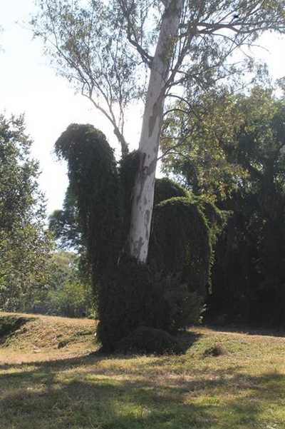 Demon tree in Ladysmith?