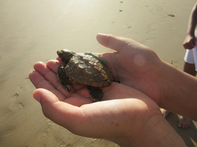 Young tourist rescues baby turtle
