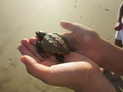 Young tourist rescues baby turtle