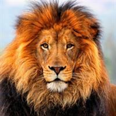 Man mauled in lion enclosure