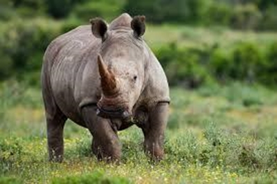 Nelspruit Regional Court passes another record sentence to deter poachers