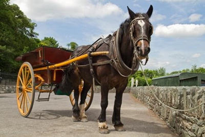 Knysnomics: Horse and cart