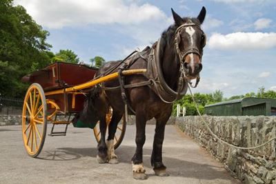 Knysnomics: Horse and cart