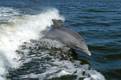 Dolphin research project