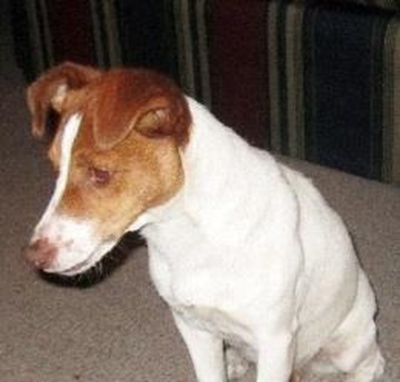 Jack Russell op N2 gevind