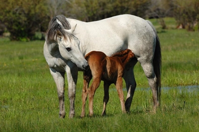 Why colostrum is so important to a foal