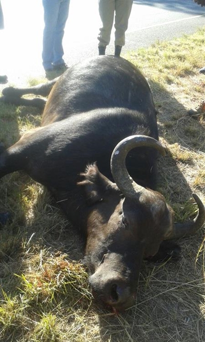 Dead buffalo found on Cedar Road