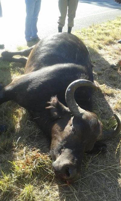 Dead buffalo found on Cedar Road
