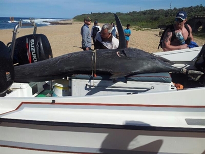 Man dies landing 150kg marlin