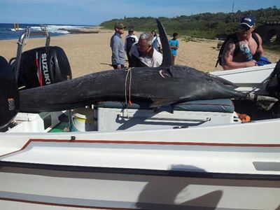 Man dies landing 150kg marlin