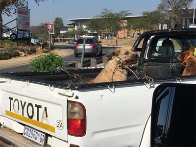 Driver of bakkie with wired dogs found