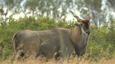 Groot wildveiling op 30 Mei