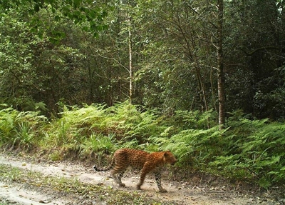Leopard spotted in Knysna Forest