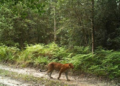 Leopard spotted in Knysna Forest