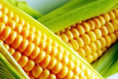 Drought and disease development in maize