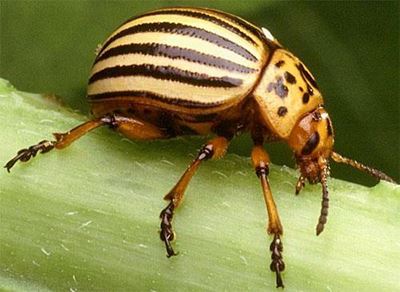 Understanding pesticide resistance