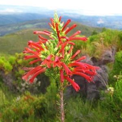 World Heritage status for Southern Cape