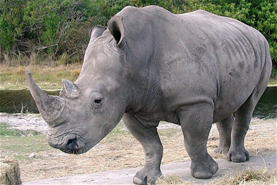 Rhino carcass found