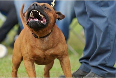 Animals out of control in Plett