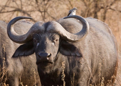 Two injured in buffalo attack