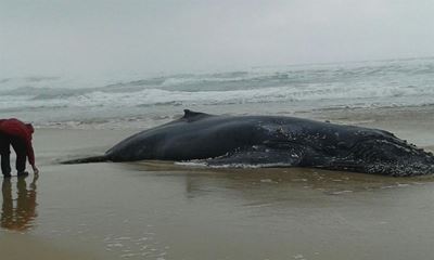 Rescue mission to save beached whale