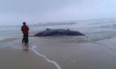 Update: Rescue mission to save beached whale