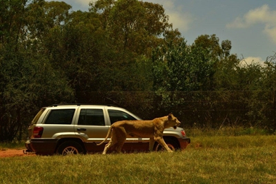 Lion that attacked American tourist will not be put down