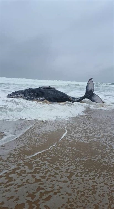 Beached whale: Rescue mission abandoned