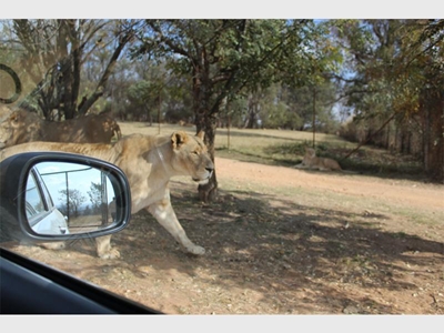 Fatal lion attack: Witness account