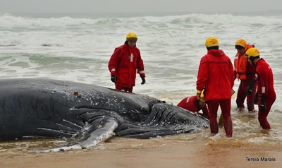 Update: Whale carcass to be removed soon