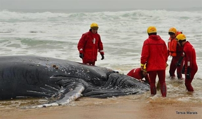 Beached whale stirs up a storm