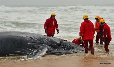 Beached whale stirs up a storm