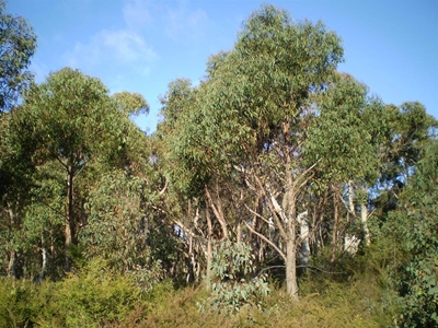Invasive trees halve broiler heating costs