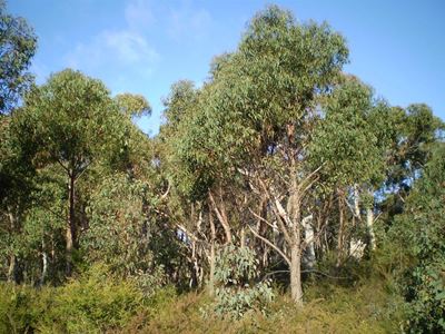Invasive trees halve broiler heating costs