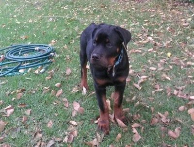 Hond in George-Suid gesteel