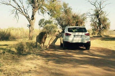 Lion Park death: Photo of moment tourist was attacked