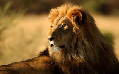 Lion breaks out of Karoo National Park