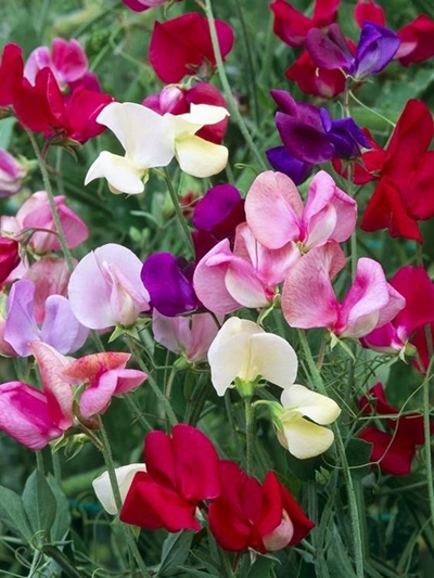What to do in your garden in June