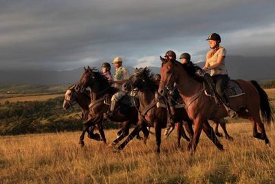Horses specifically bred for trail riding