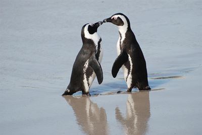 Rehabilitation of penguins continue after mystery oil spill