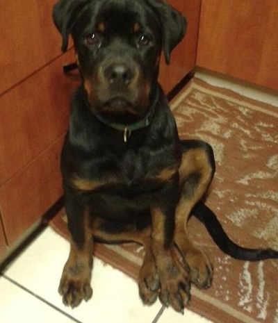 Gesteelde George-Suid hond gevind