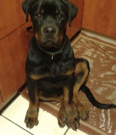 Gesteelde George-Suid hond gevind
