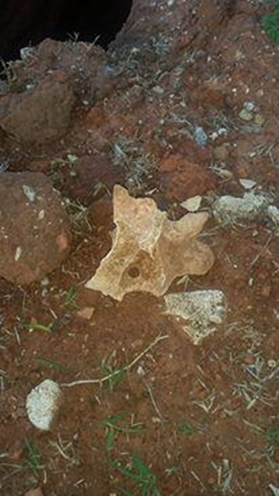 Remains found at grave site