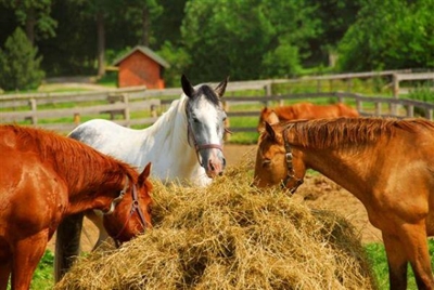 May hay while the sun shines