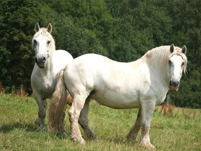 Know your horse breed: Percheron