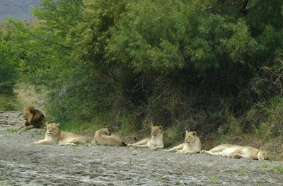 Escaped lion finally caught