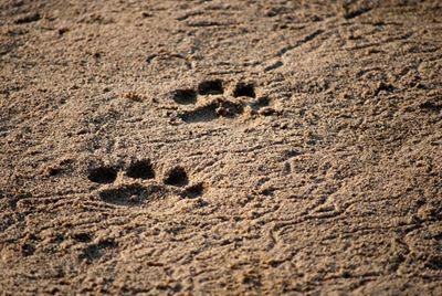Escaped lion finally caught