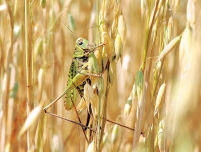 Know your crop pests: Locust