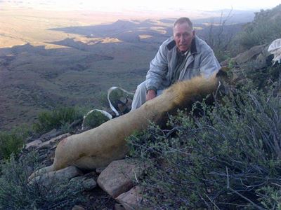 Opvolg: Karoo-leeu terug na 3 weke
