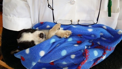 Pets dying from cold at needy animal clinic